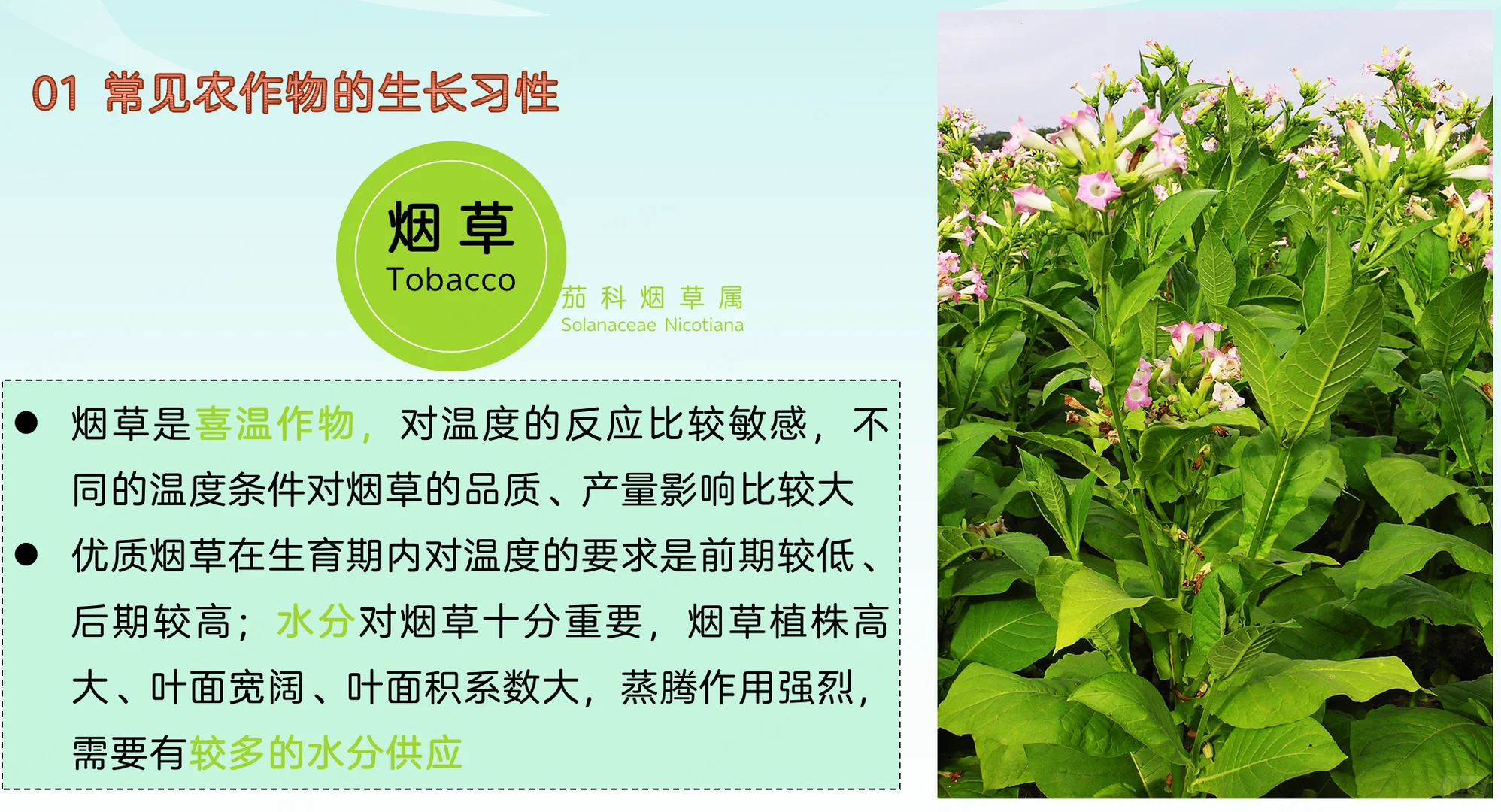 地理热点：常见农作物的生长习性