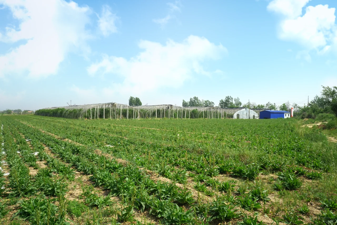 食叶草基地,绿色的未来