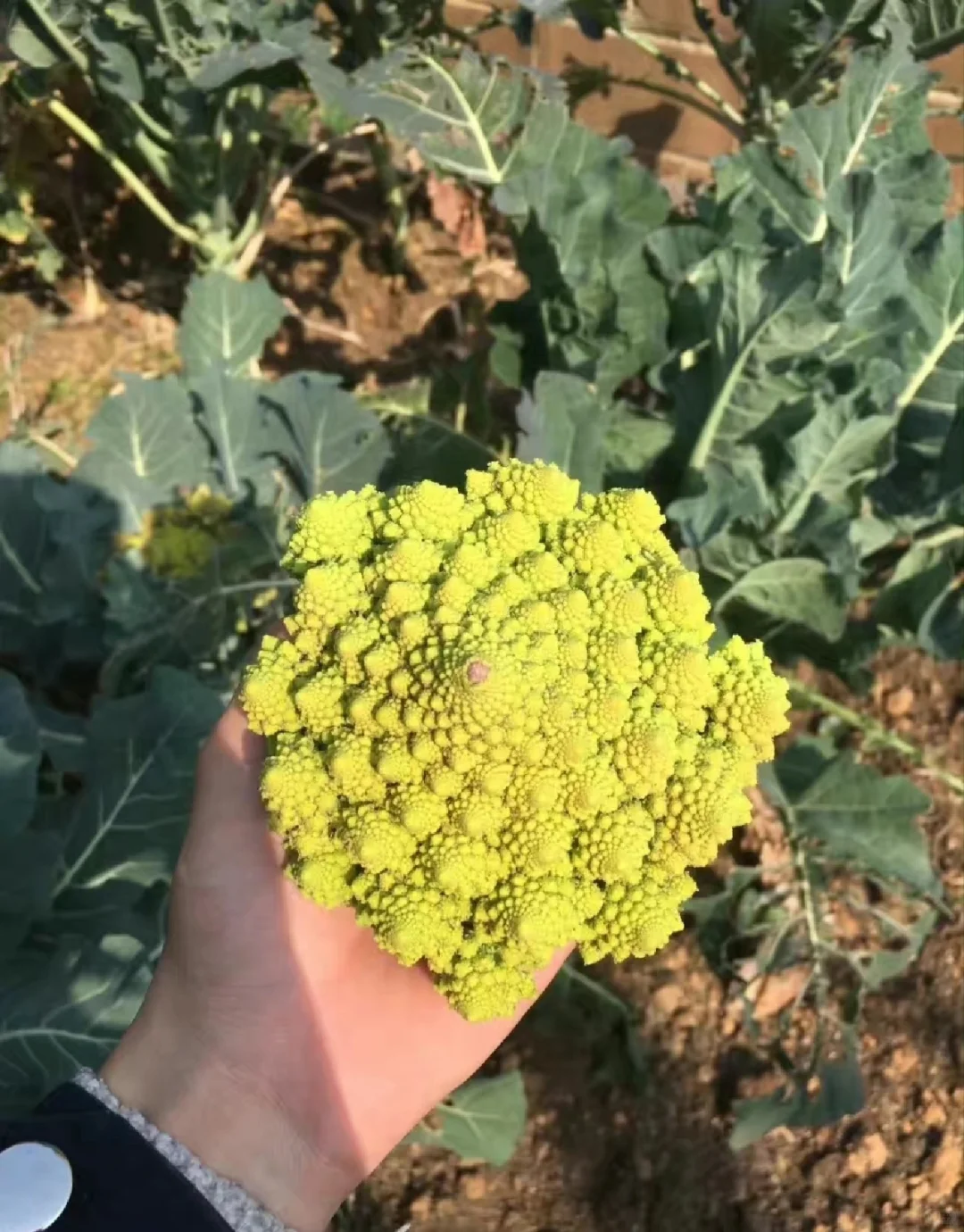 可食用景观植物产业