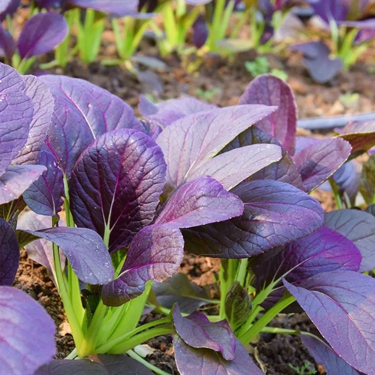 可食用性景观植物开发价值