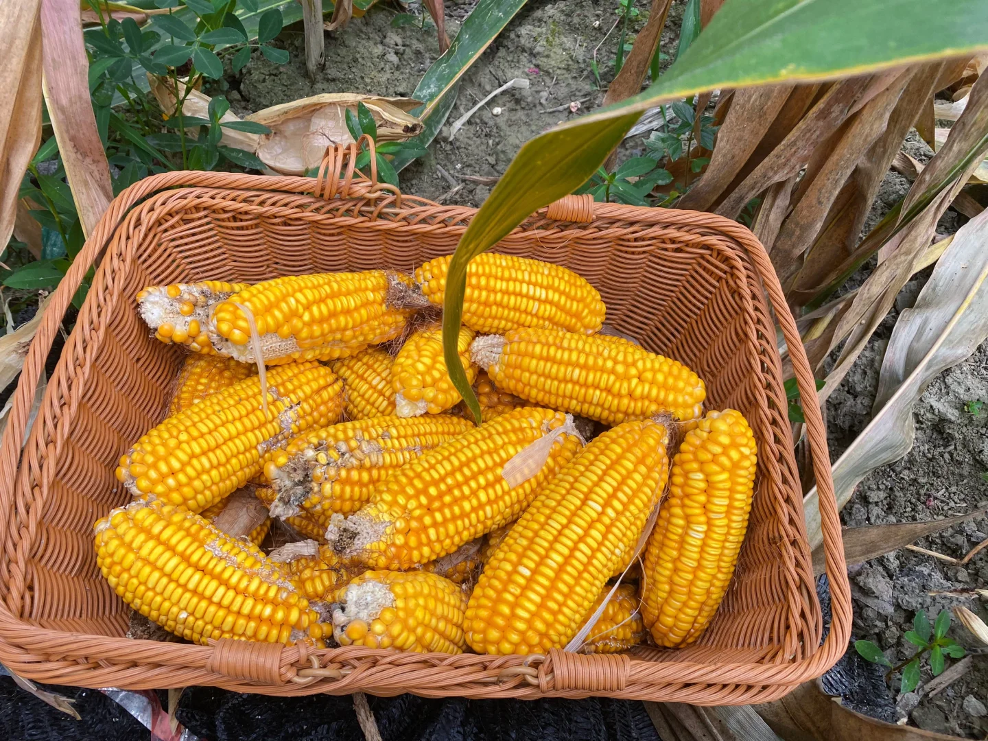 当我开始关心粮食和蔬菜后……