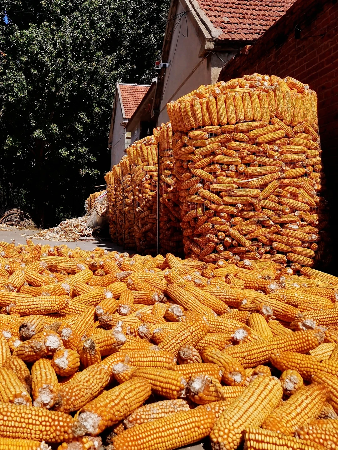 秋日丰收曲~藏在小城里的秋日画卷