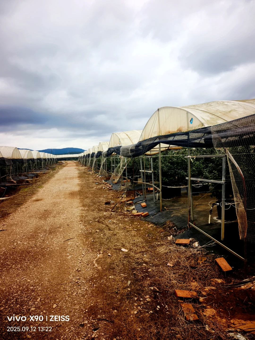 云南蓝莓的“凡尔赛”生长环境?