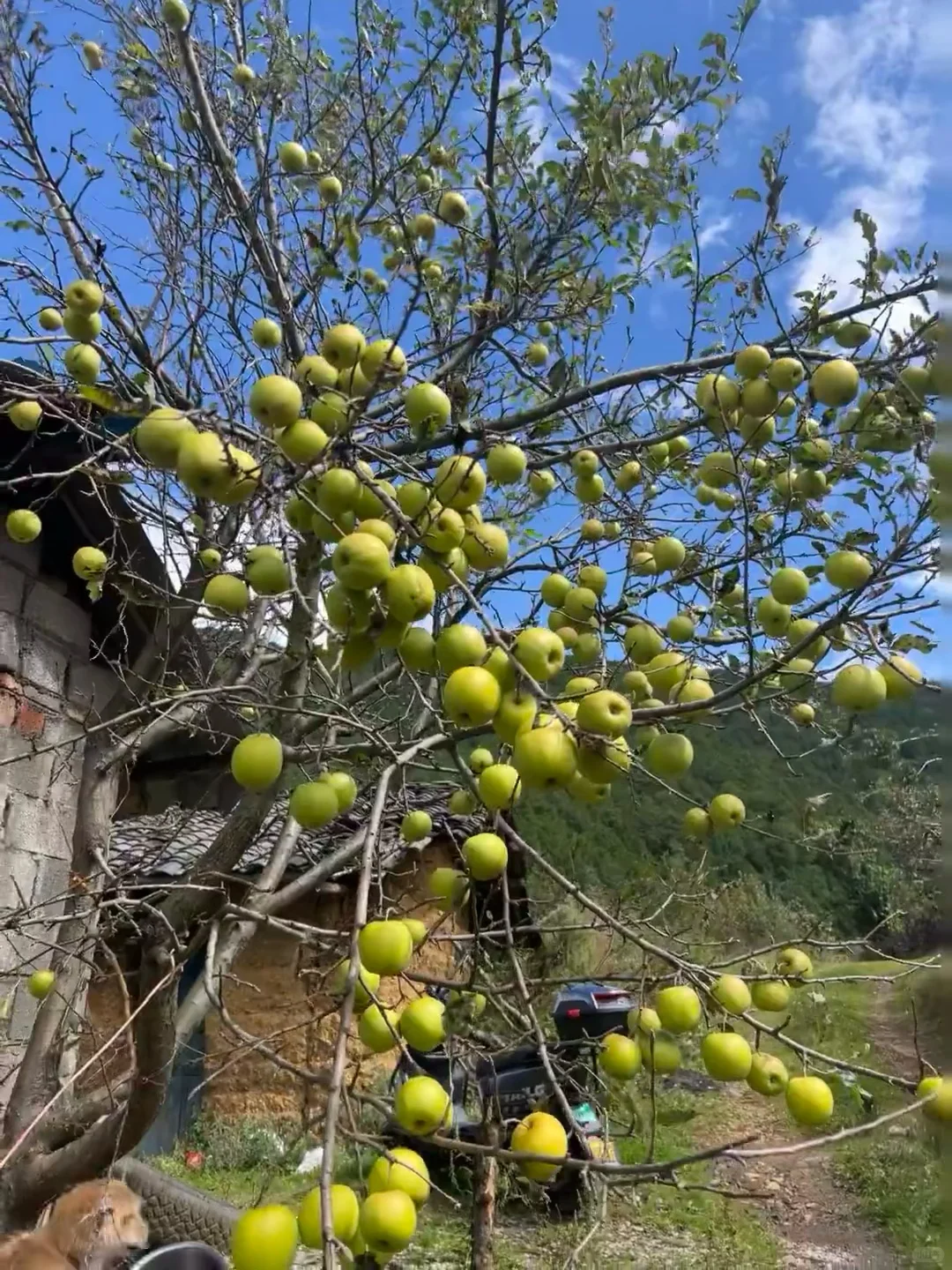 一直在寻找的，小时候的青苹果