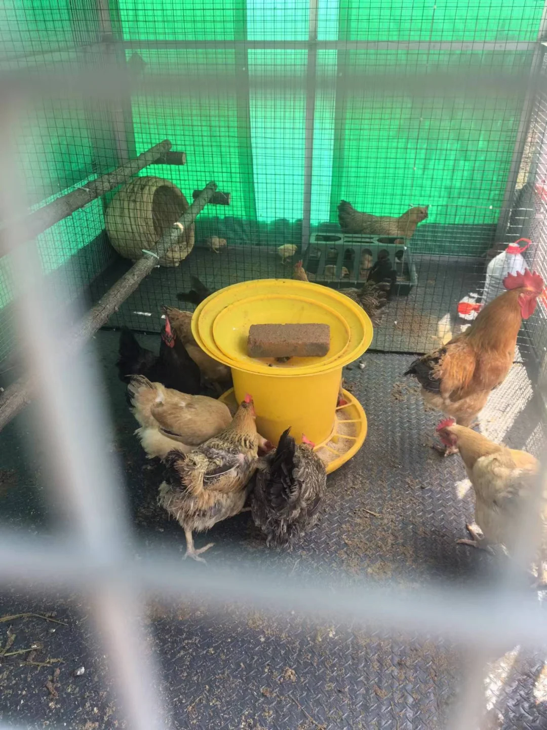 记录一下，养鸡进入第三个年头了