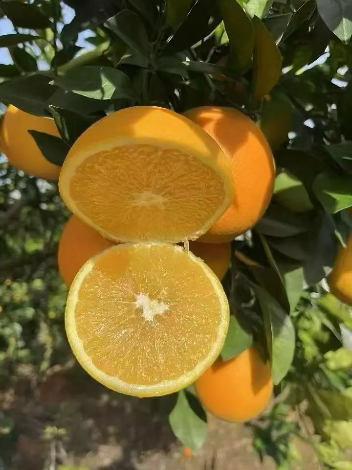 百因必有果，想买脐橙就找我