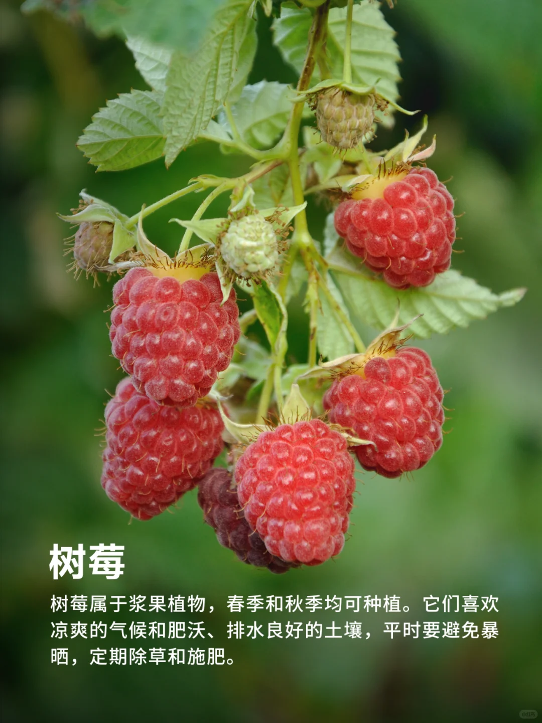 有阳台就能种的9种水果❗实现水果自由‼