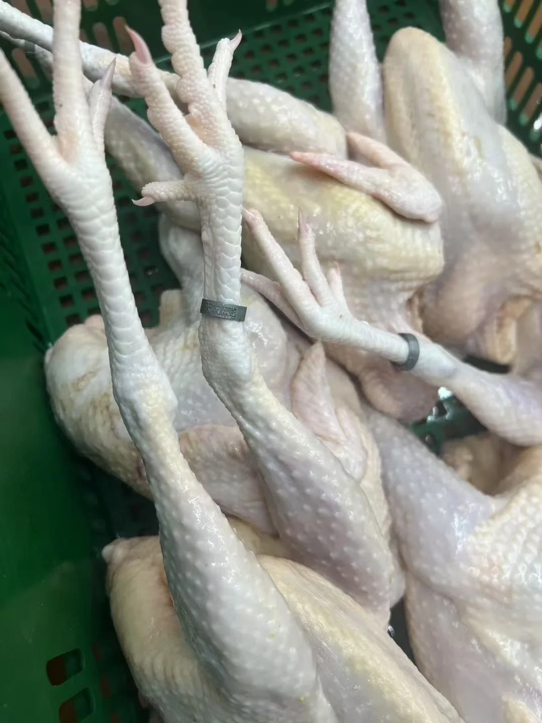 你们要找的生鲜鸡供应链在这！