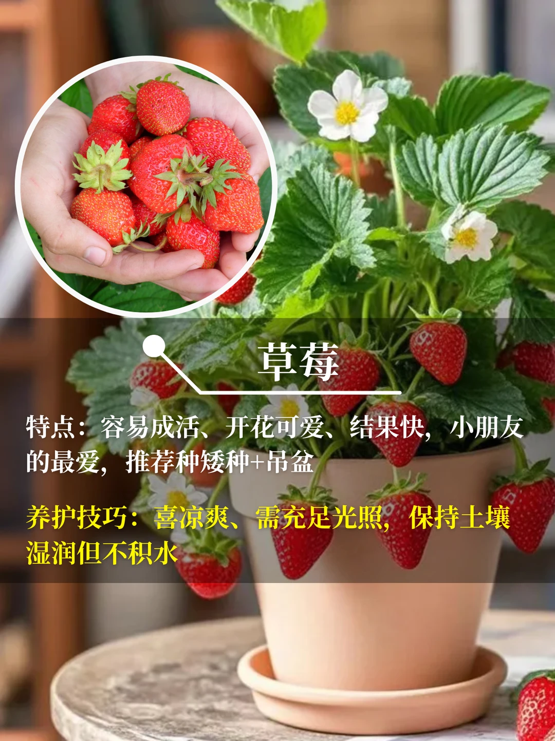 直接水果自由❗在阳台你就种这9种水果√