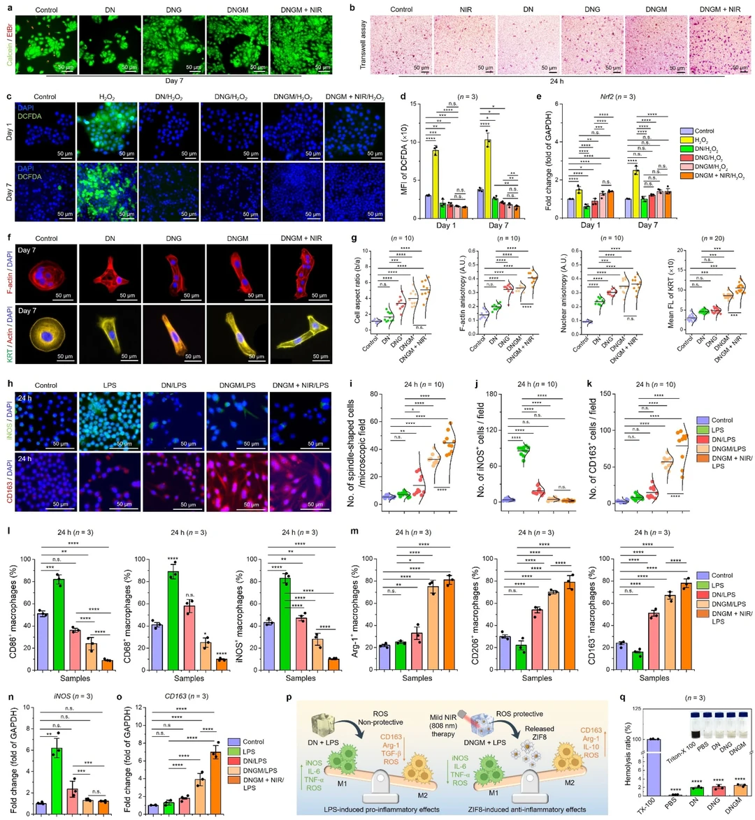 皮肤仿生光疗冷冻凝胶：促进感染伤口修复