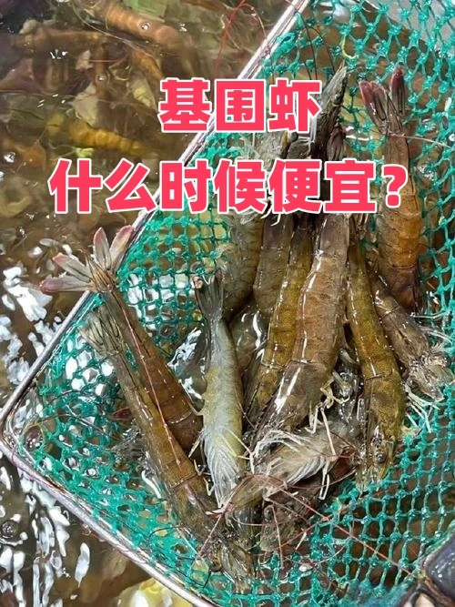 基围虾什么时候便宜，多少钱一斤算正常？