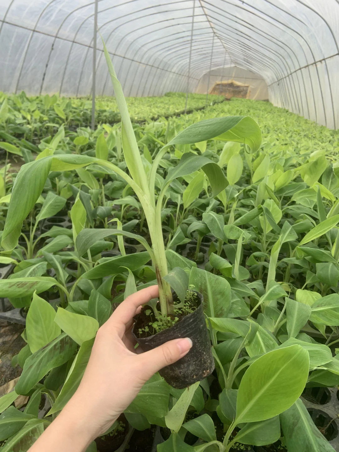 晒一下我的植物！