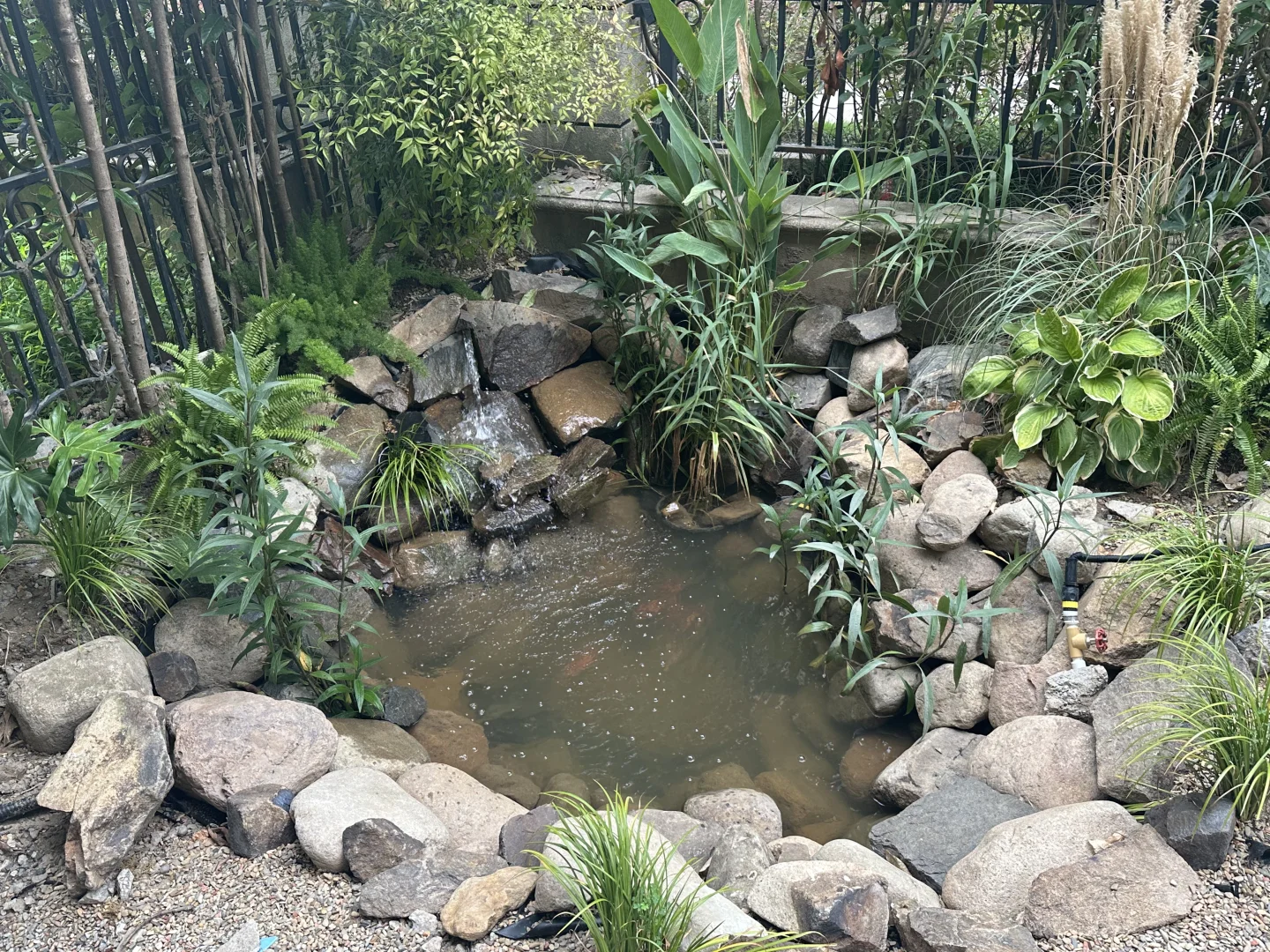 鱼池水质净化血泪史?看看你的鱼池