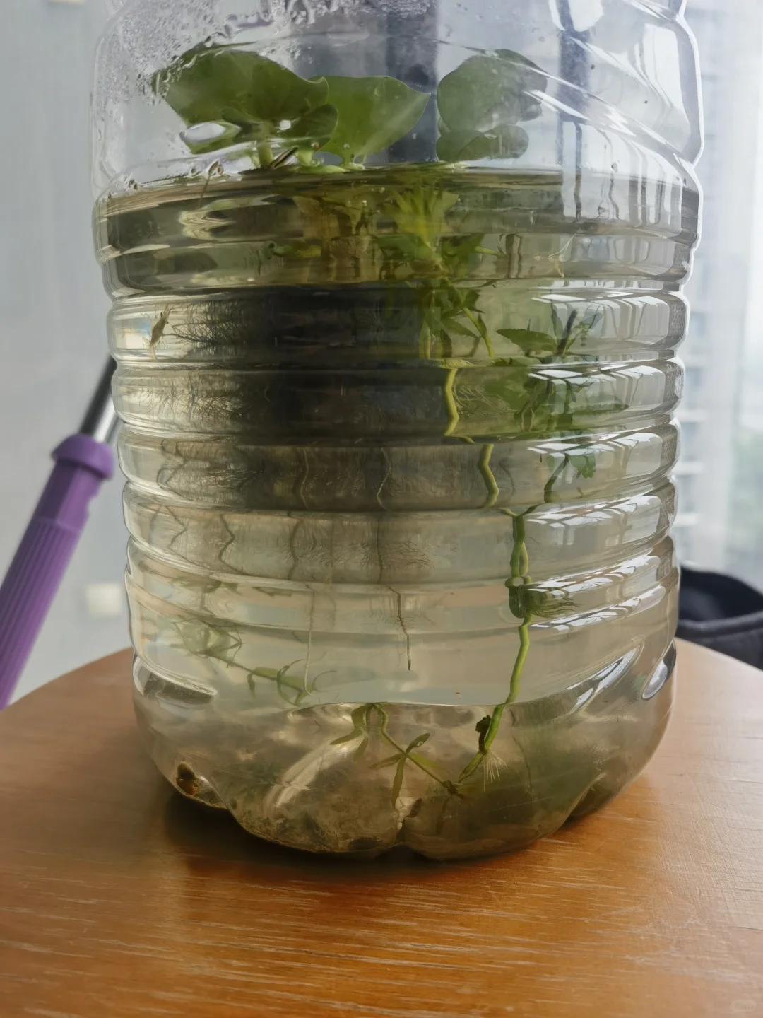 小孩做的生态瓶，养了半个月了