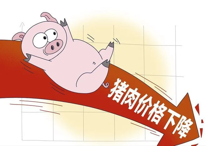 为什么养殖场还会选择自动粥料车喂猪？