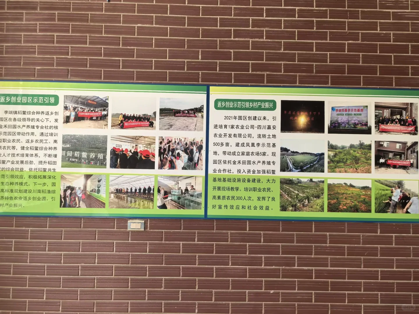 乡贤“养鳖人”：在宜宾李端，种出新模样鳖