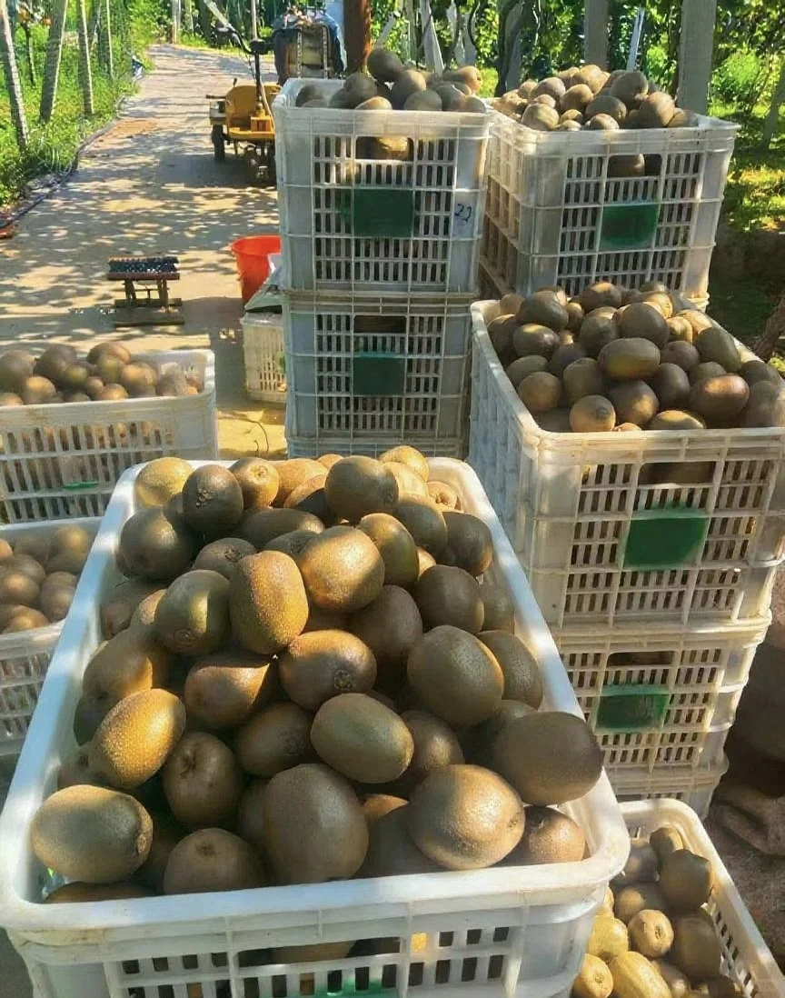 我爸说便宜的卖出去总比烂在地里好