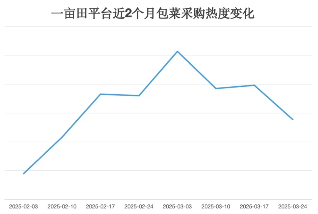 0.2元/斤!福建包菜跌价,菜农地头“白送”