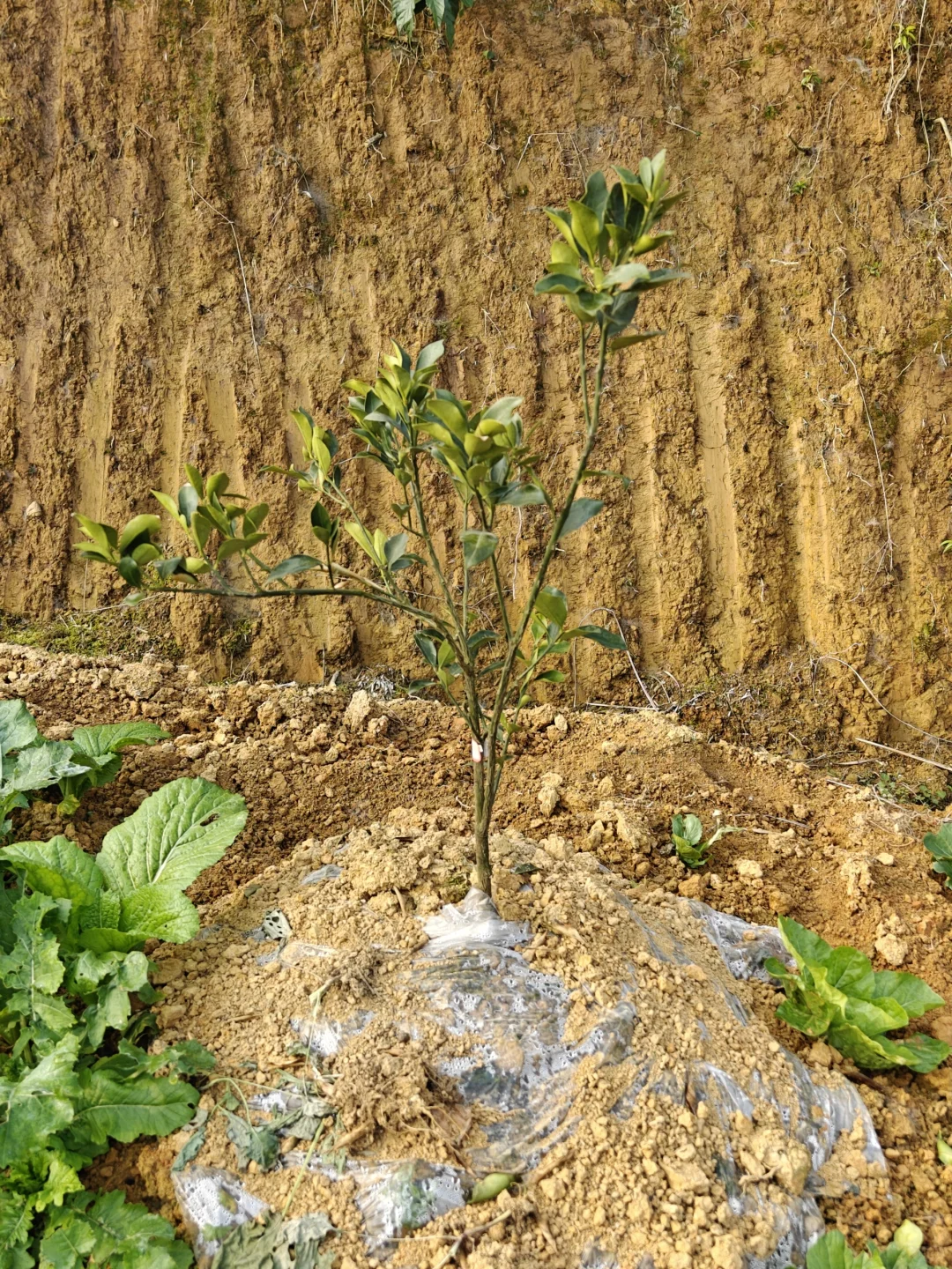 想看看你们种的挂满枝头的水果?