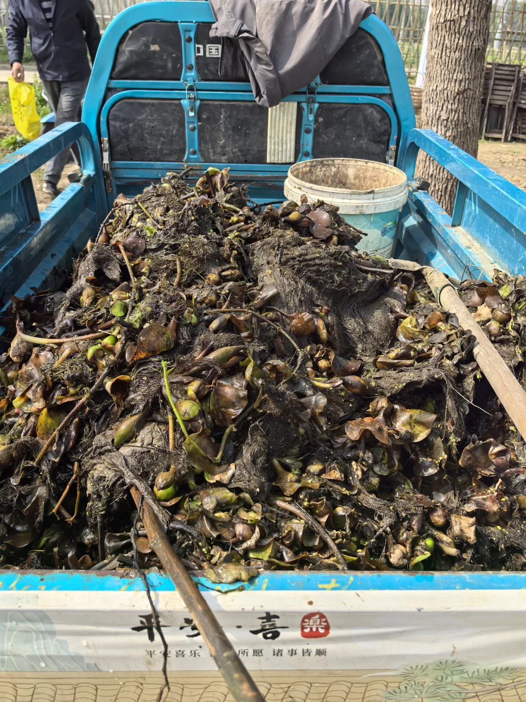 素然河道清洁日｜在池塘里捞到了鸭蛋?