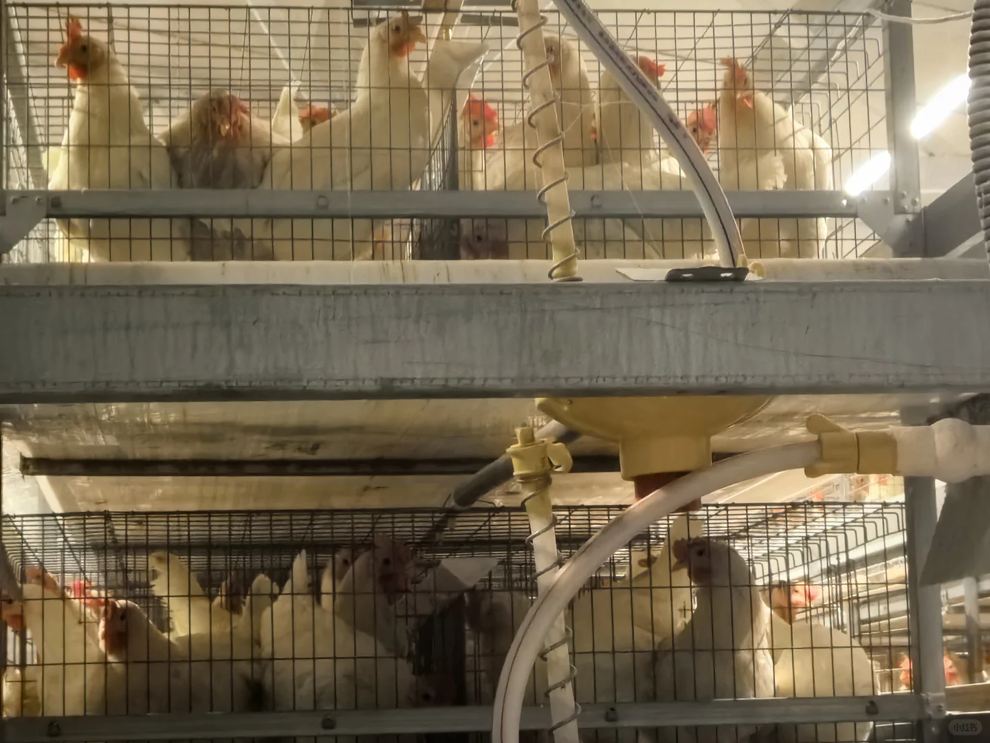 现代化养鸡场 咯咯哒
