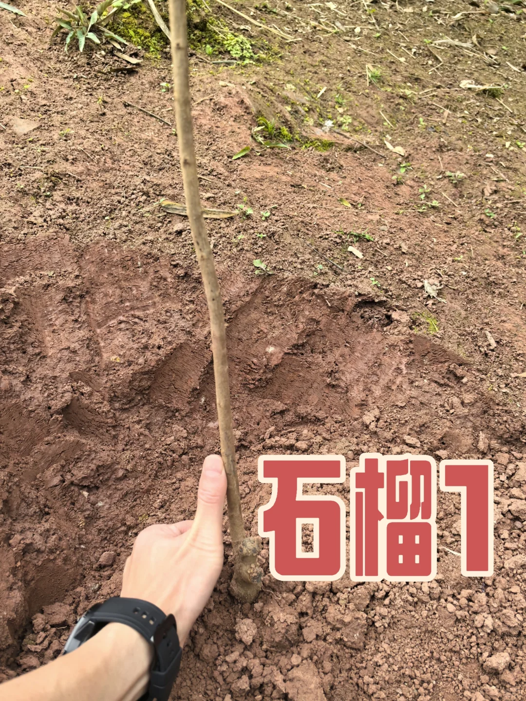 在老家种满果树