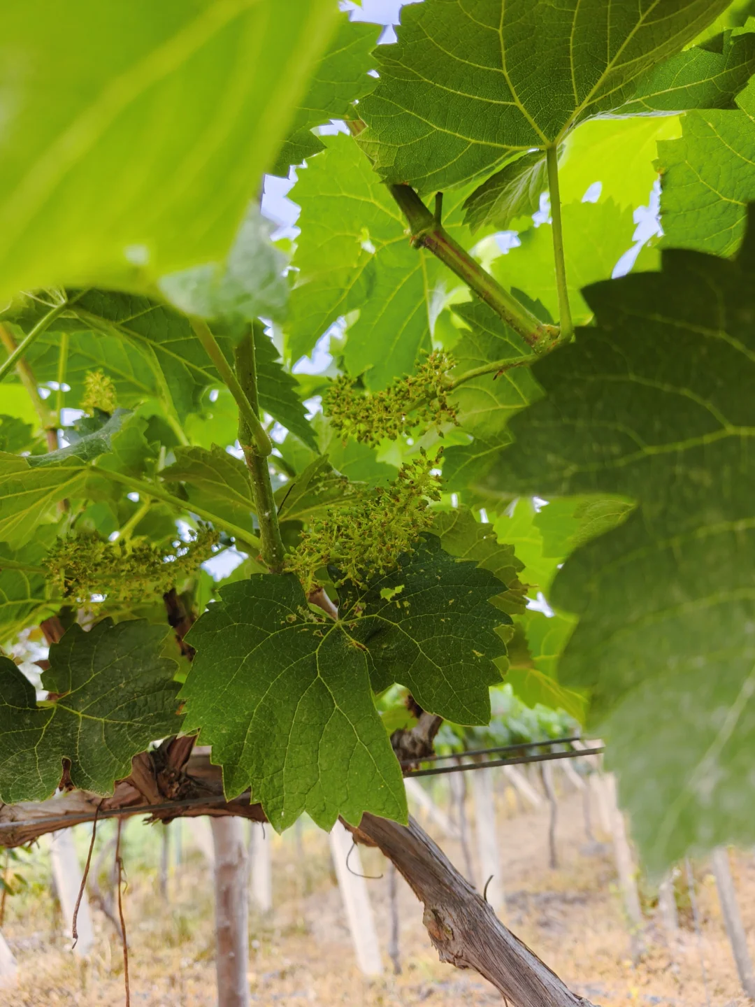 今年的葡萄，?已经有果果了哦