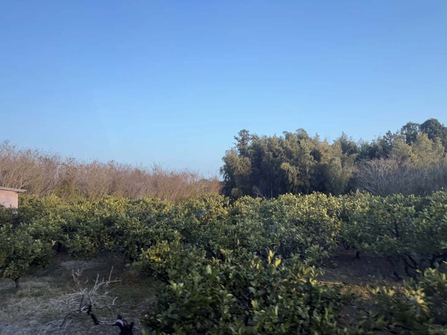 如何在日本做农业，你想问的我有系统方案