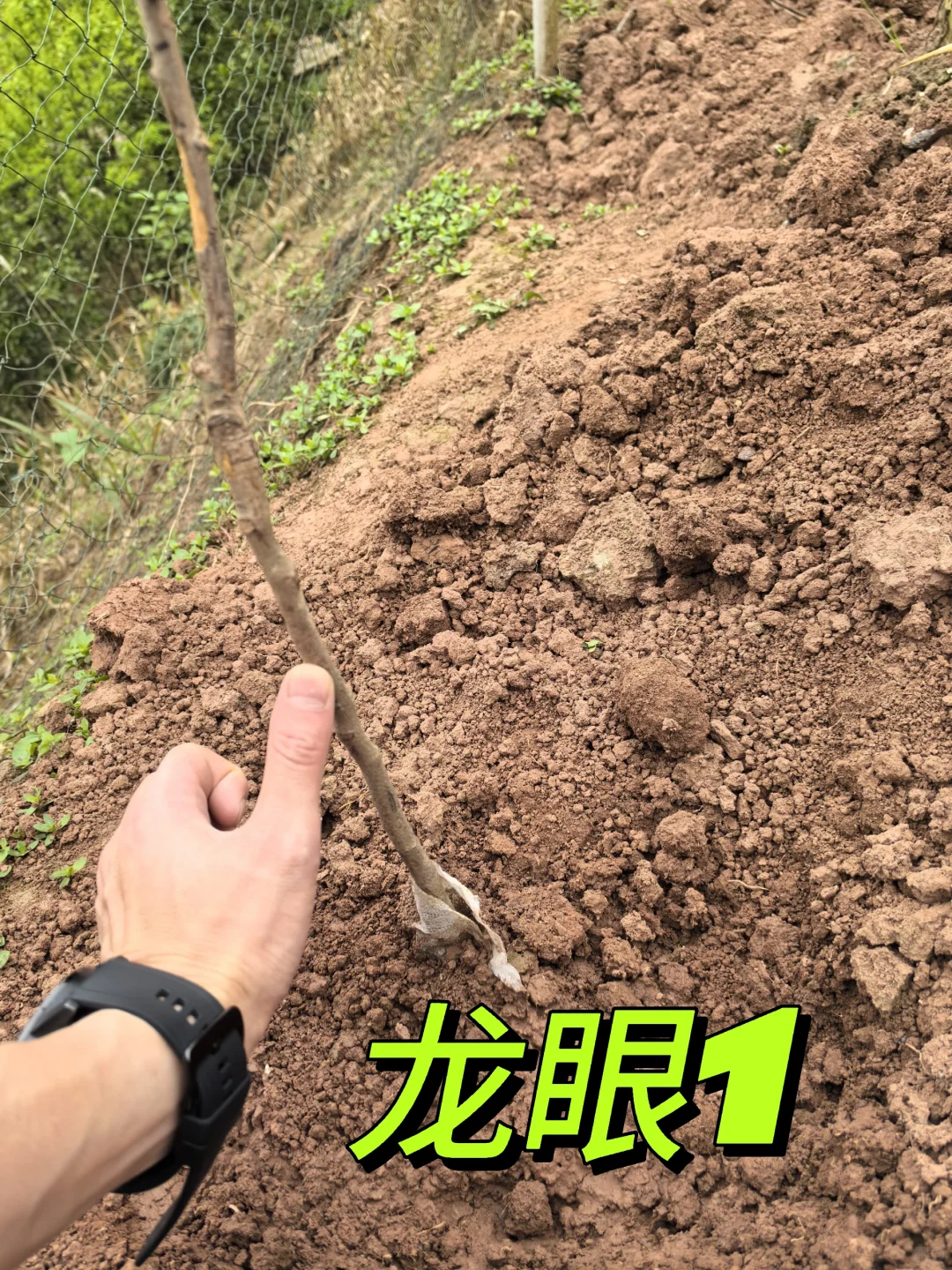 在老家种满果树