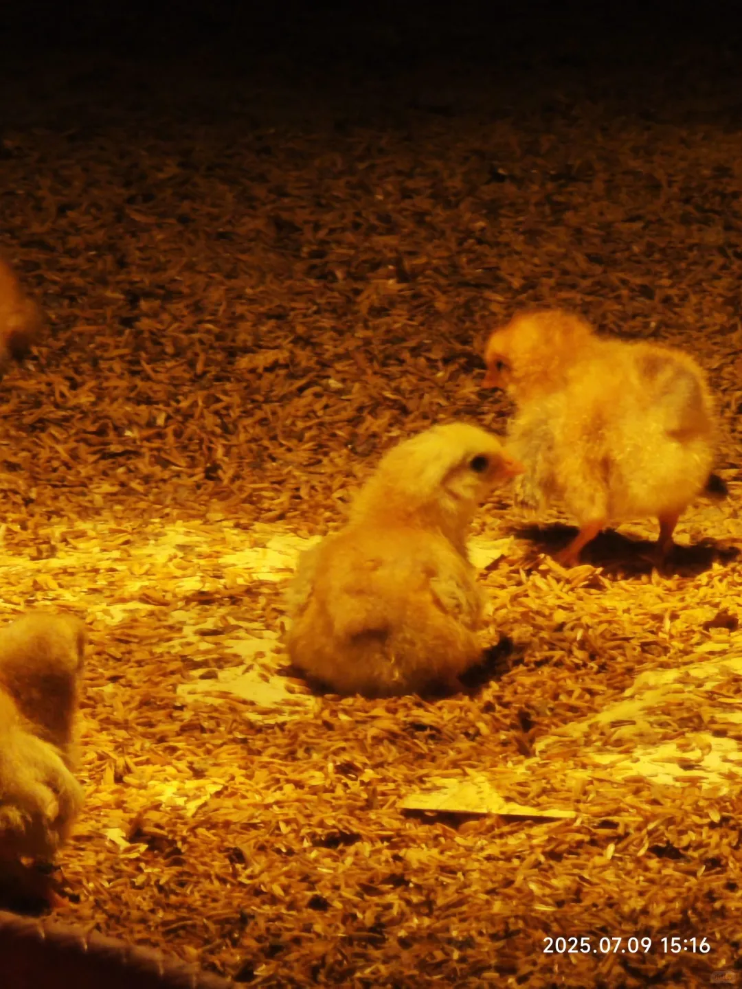 观禽业新貌,探振兴良策