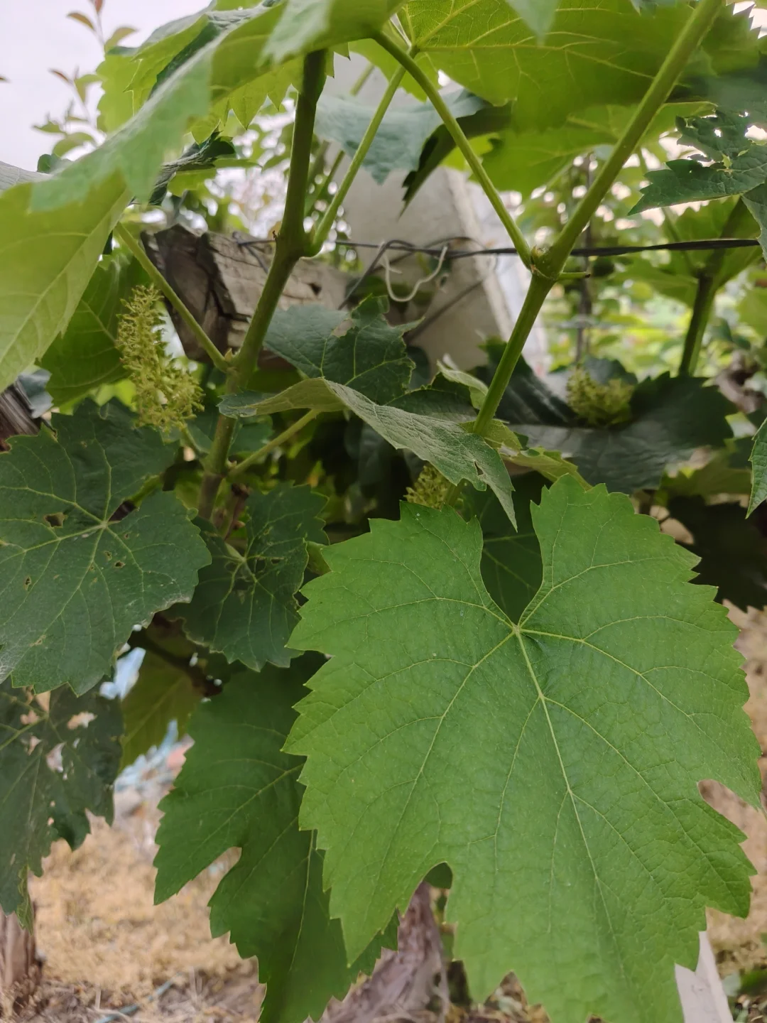 今年的葡萄，?已经有果果了哦