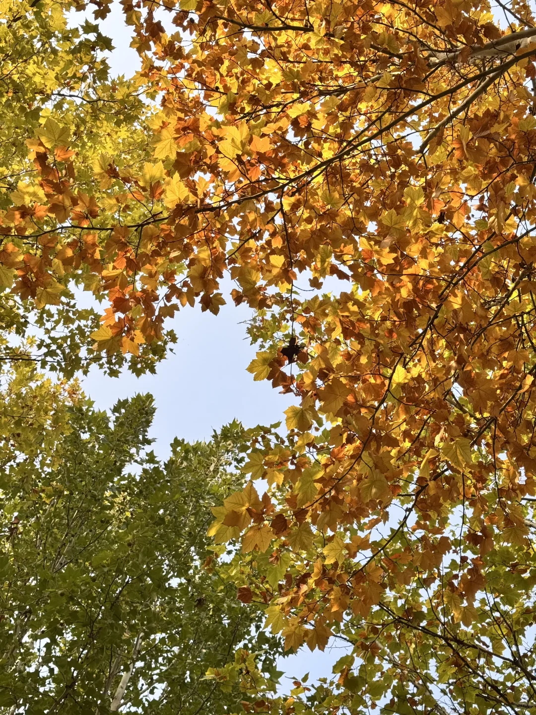 北理图书馆｜你有这样的美景留住我?