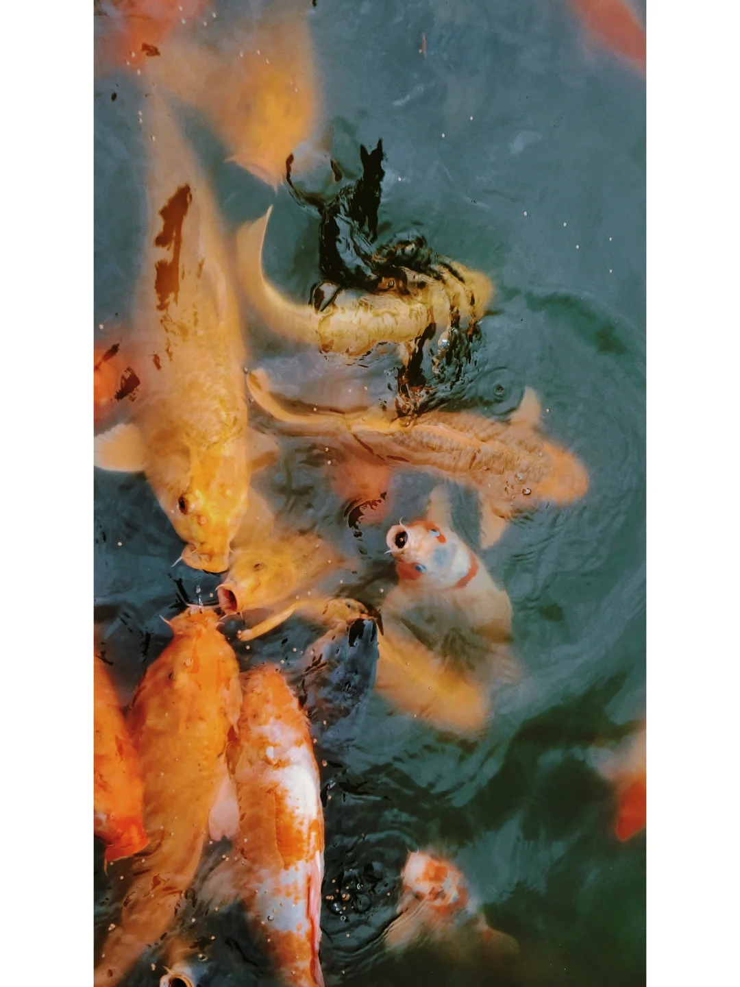 拍的池塘或者小溪很浑浊怎么办？看这里