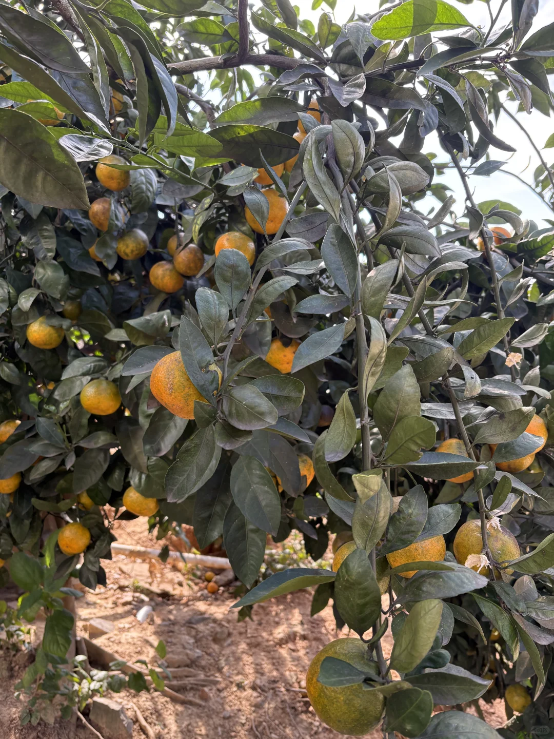 橘子挂满了枝头，却不见当初采橘子的娃娃