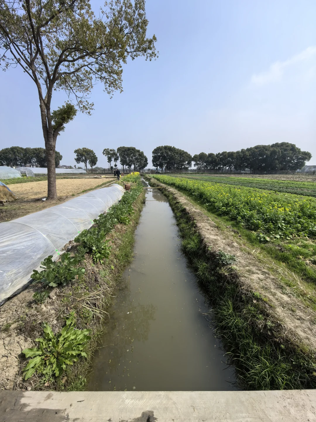 素然河道清洁日｜在池塘里捞到了鸭蛋?