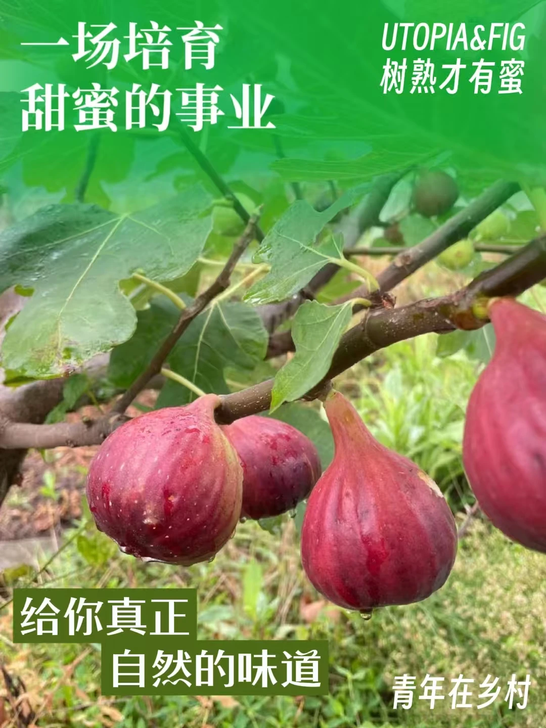 无花果，甜蜜事业的种子！