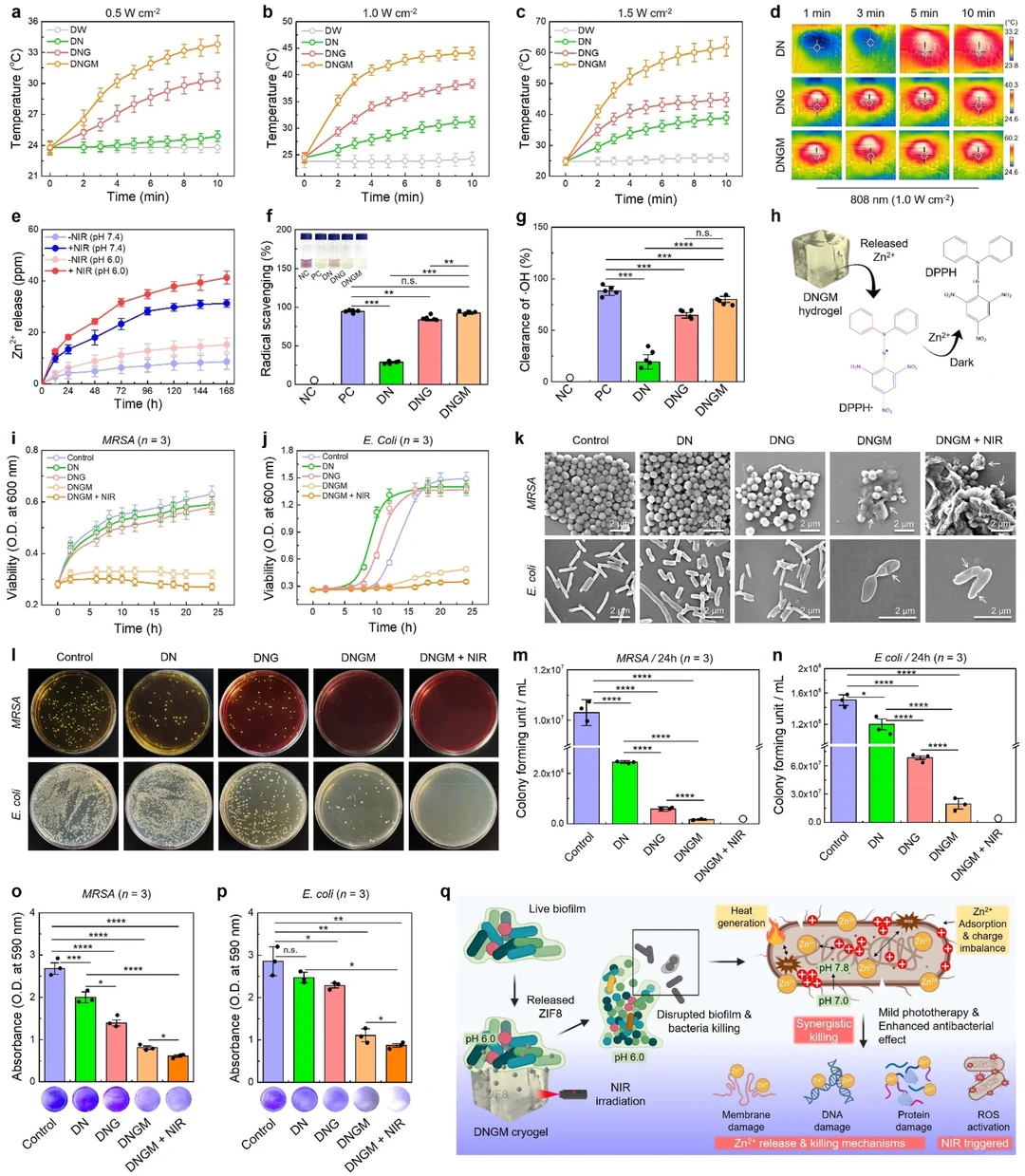 皮肤仿生光疗冷冻凝胶：促进感染伤口修复