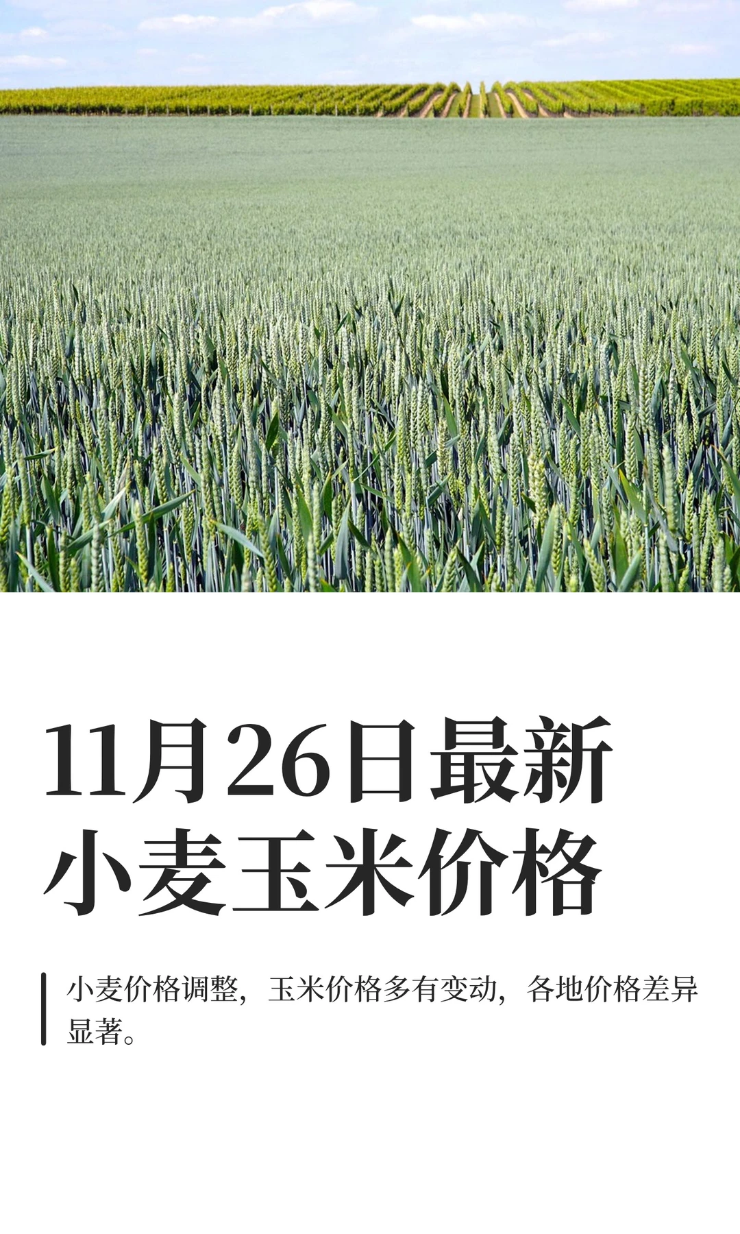 11月26日最新小麦玉米价格