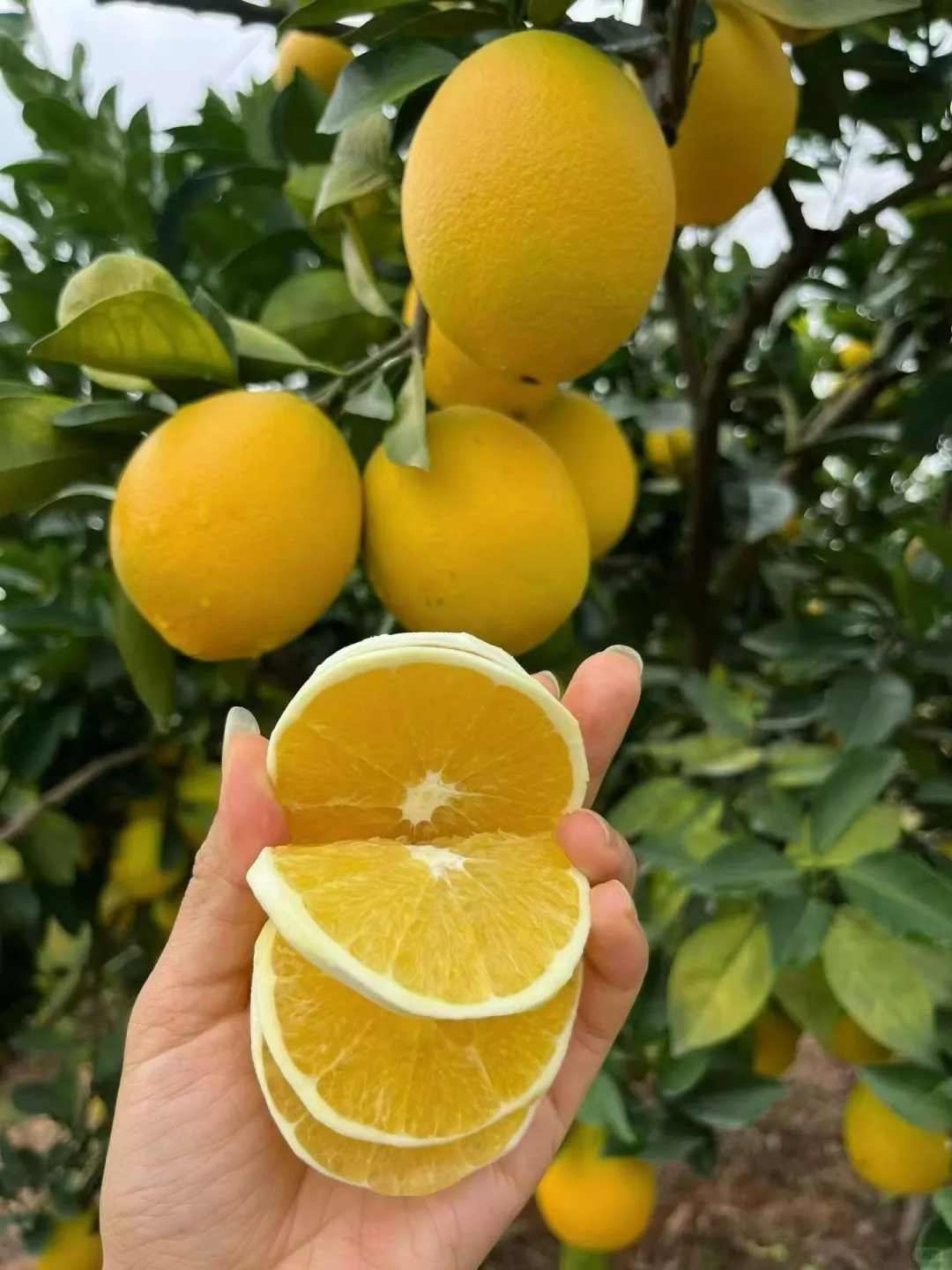 百因必有果，想买脐橙就找我
