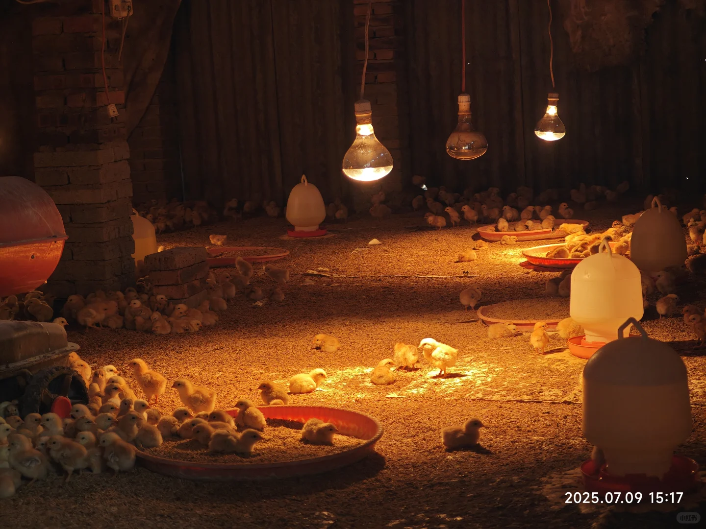 观禽业新貌,探振兴良策