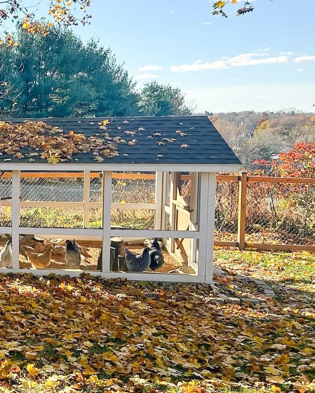 养鸡人必看！鸡舍设计分享
