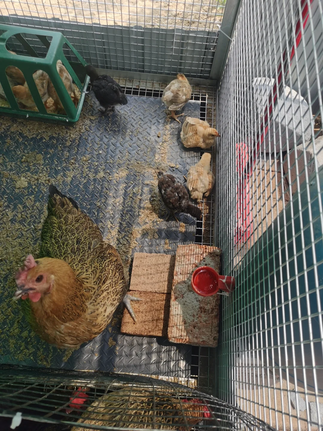 记录一下，养鸡进入第三个年头了