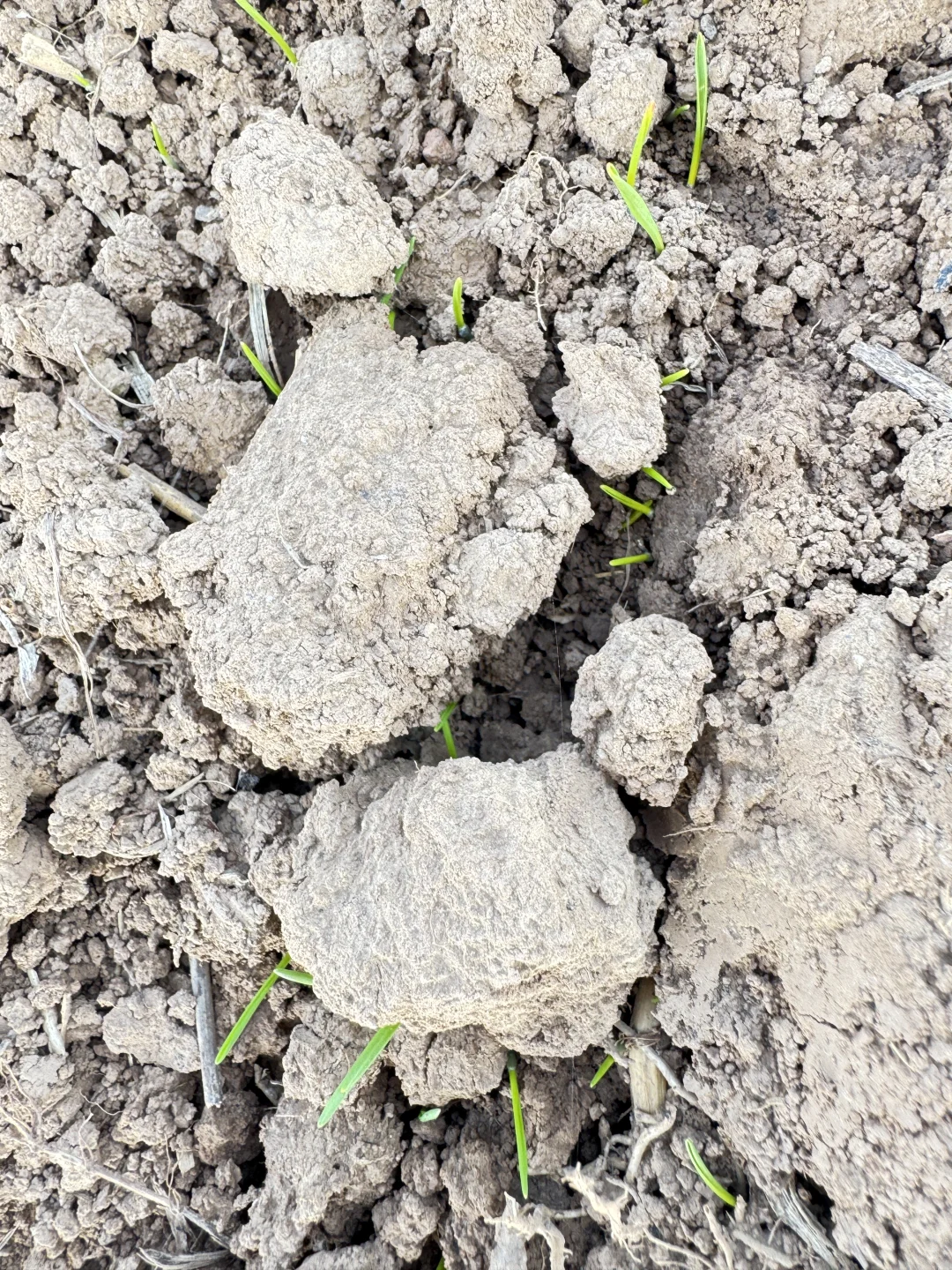 农村秋天的落叶真美呀?