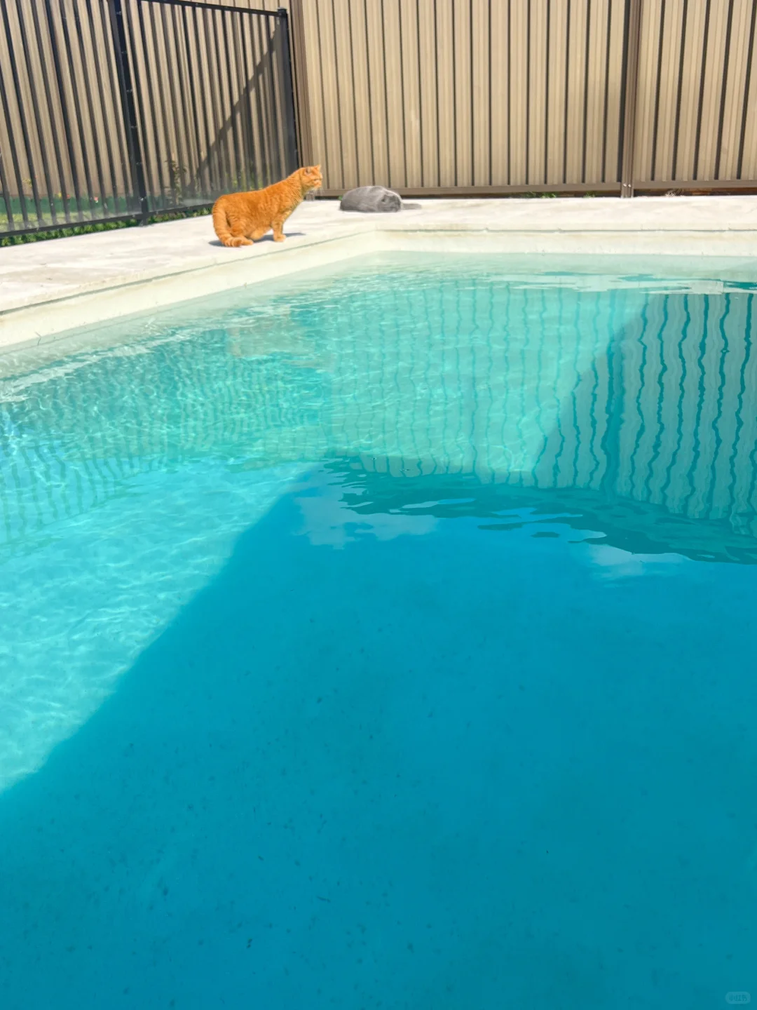 澳洲后院泳池自救计划(一)