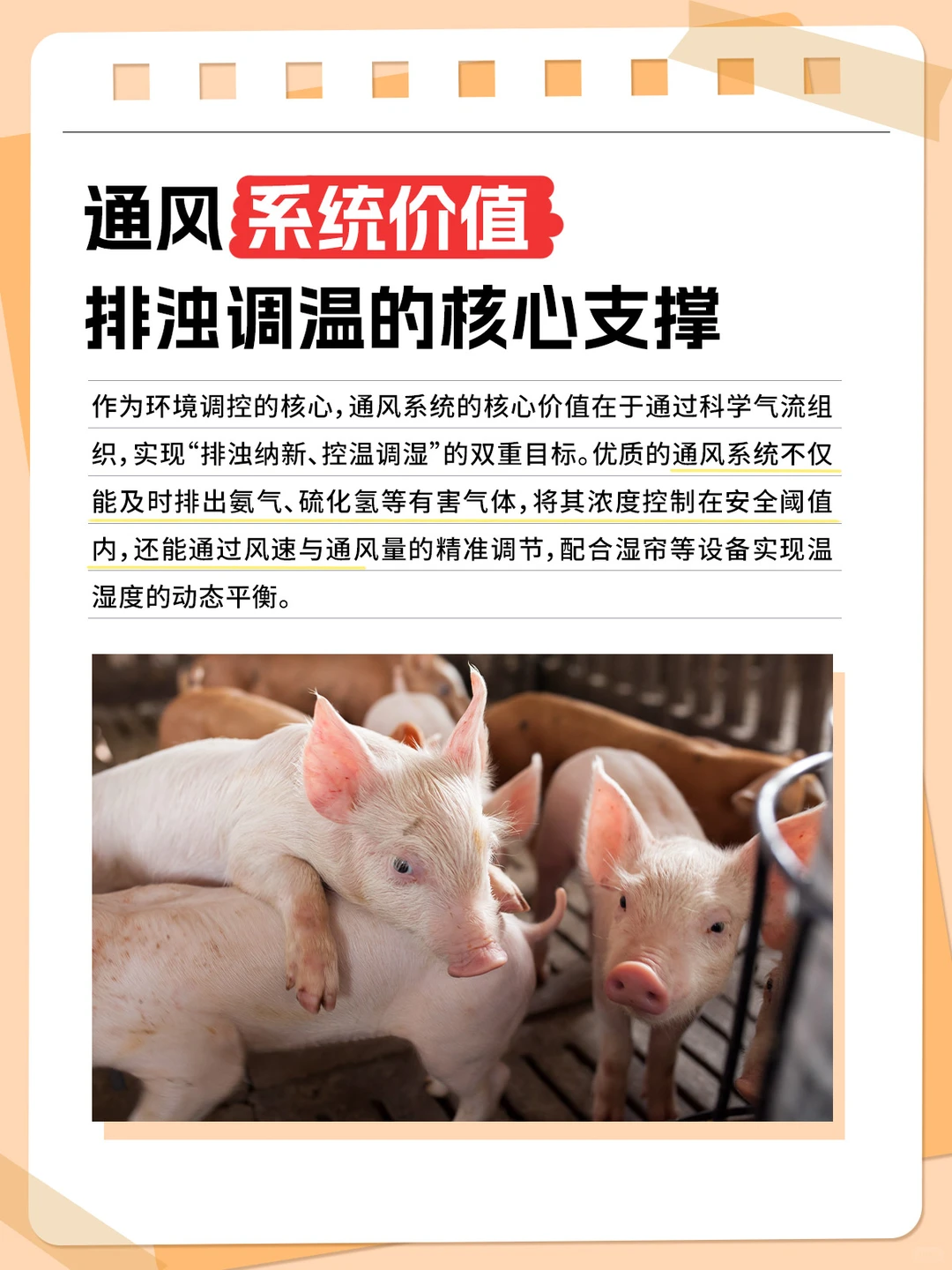 有没有养猪搭子？来聊聊怎么搞定养殖环境