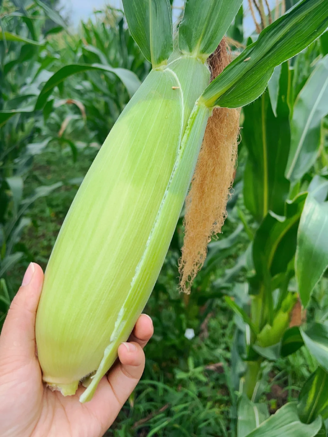 农场玉米熟了，现摘现发