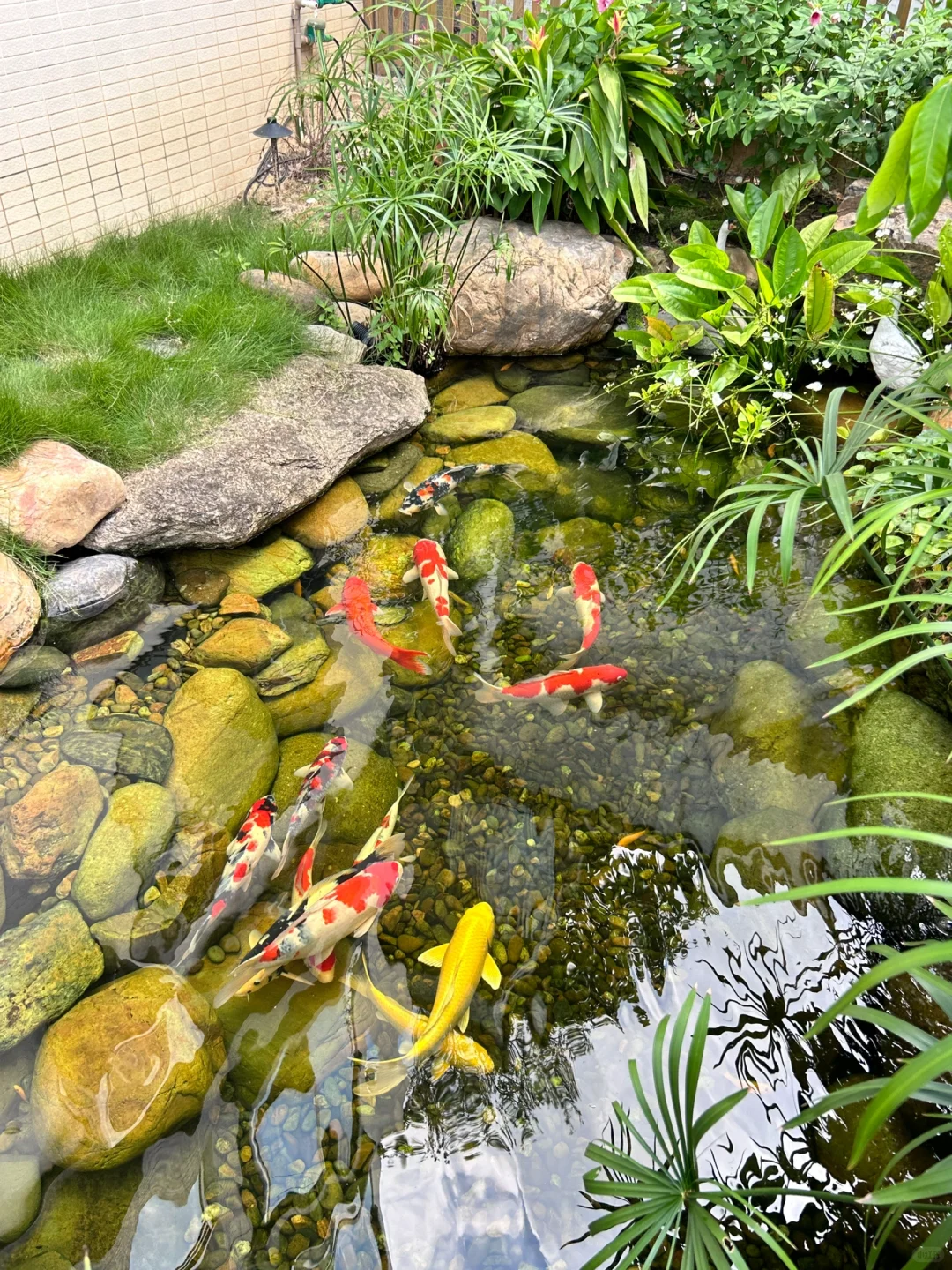 鱼池的水如何变干净？看完就懂了