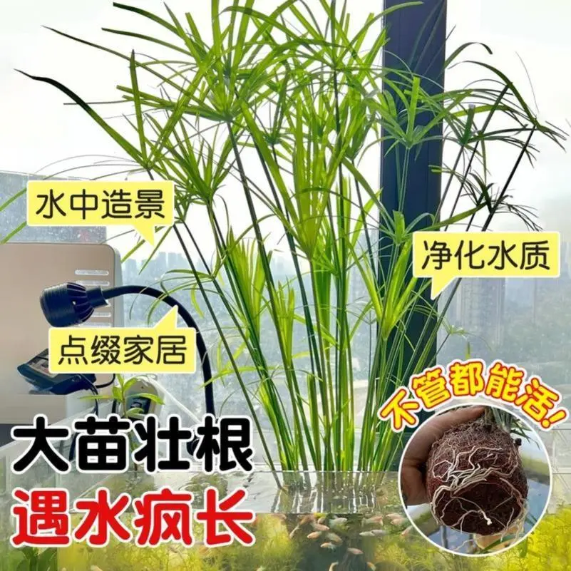 水培植物水竹旱伞草鱼缸造景净化水质水草水