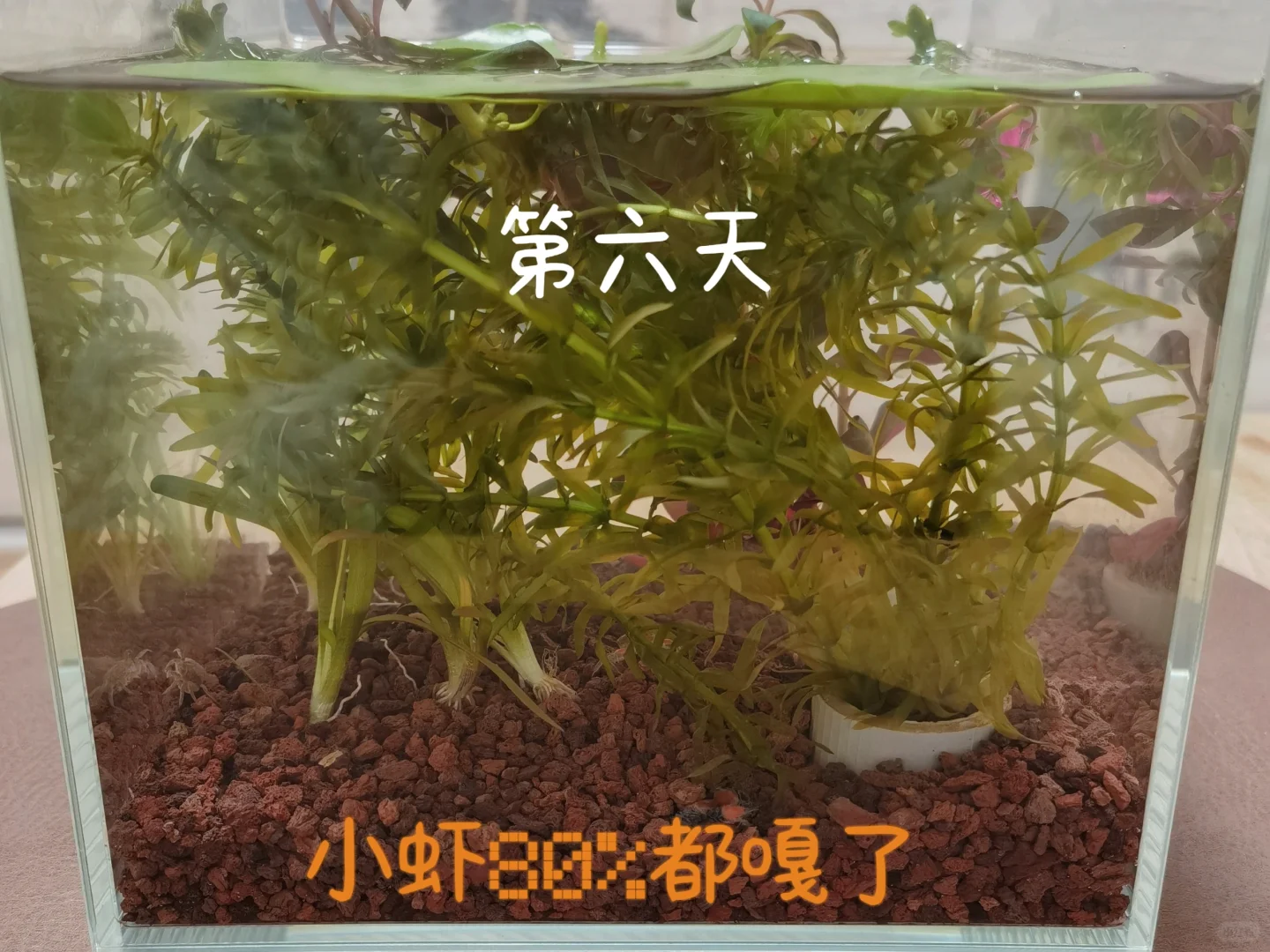 新手生态鱼缸｜一周记录?
