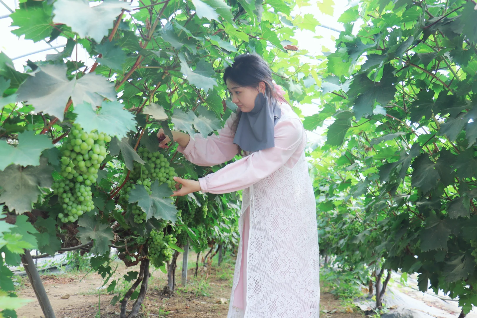 是果实成熟的季节了，自己种的就是最甜的